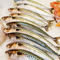 Mackerels - maquereux